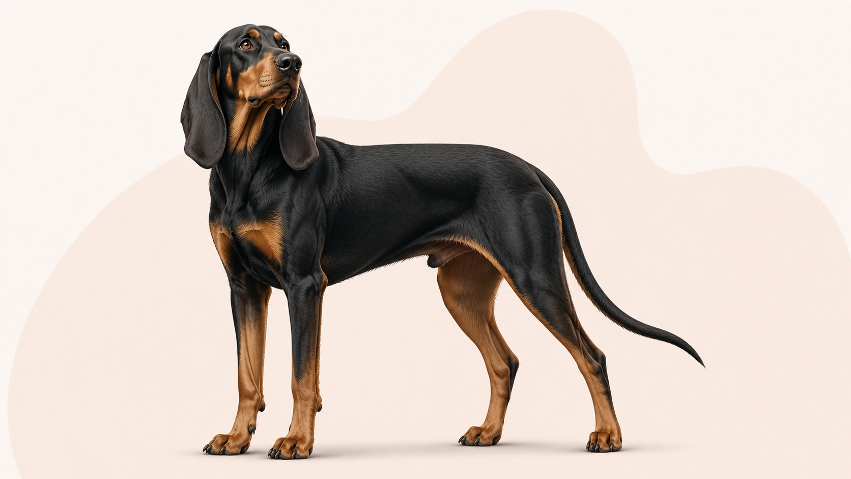 Black and tan coonhound